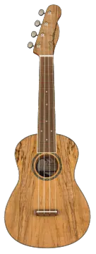 Fender Zuma Exotic Concert - Natural Spalted Maple
